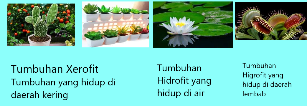 Detail Gambar Tumbuhan Hidrofit Nomer 29