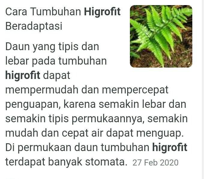 Detail Gambar Tumbuhan Higrofit Nomer 18