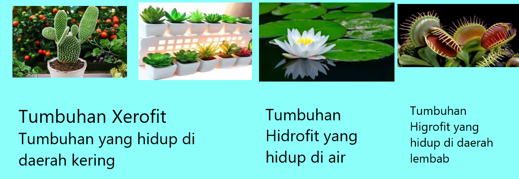 Detail Gambar Tumbuhan Higrofit Nomer 27