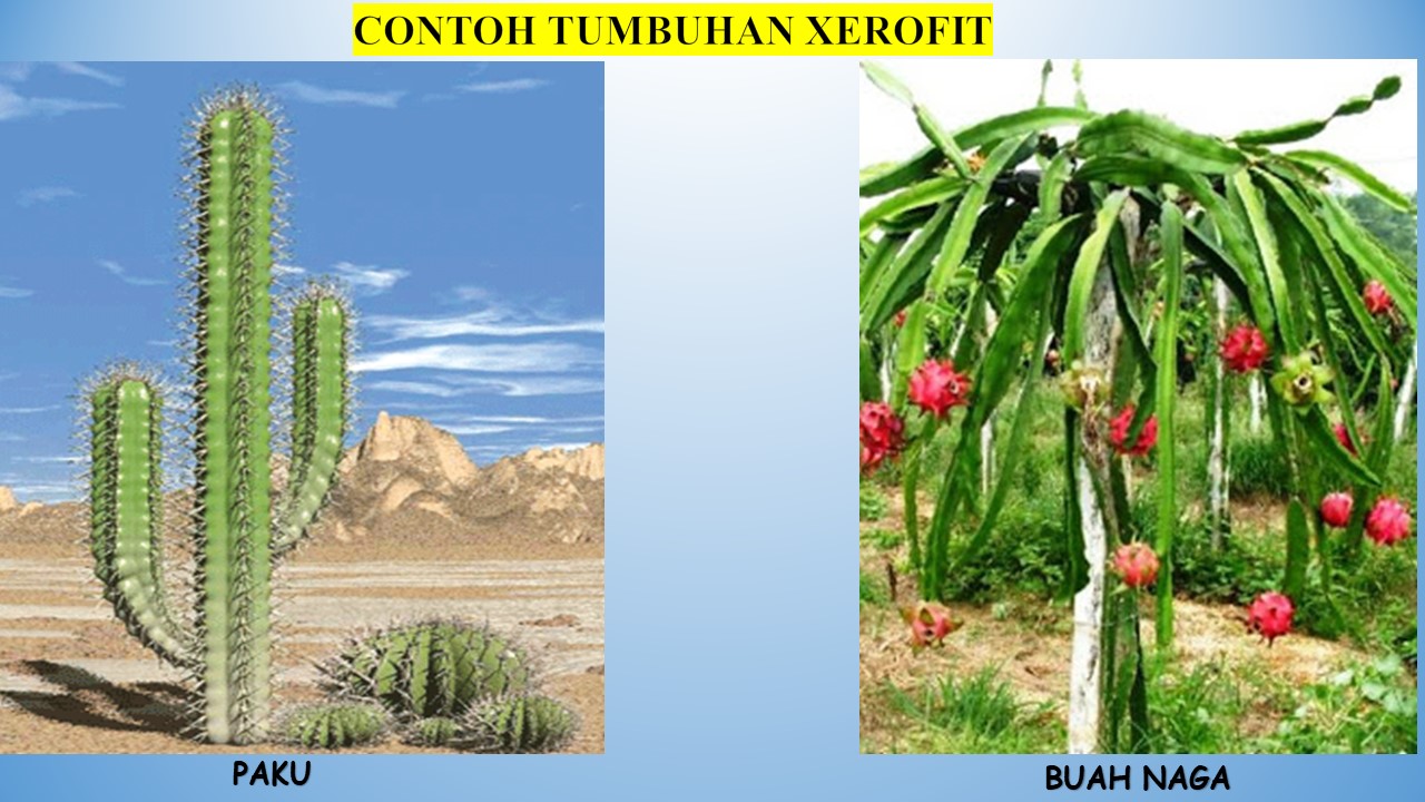 Detail Gambar Tumbuhan Higrofit Nomer 32