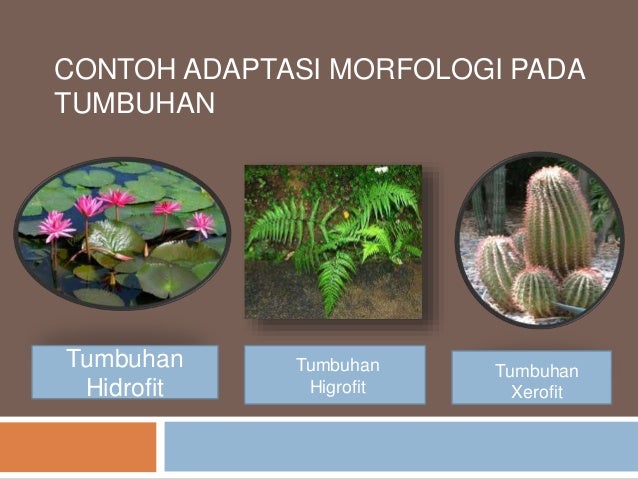 Detail Gambar Tumbuhan Higrofit Nomer 50