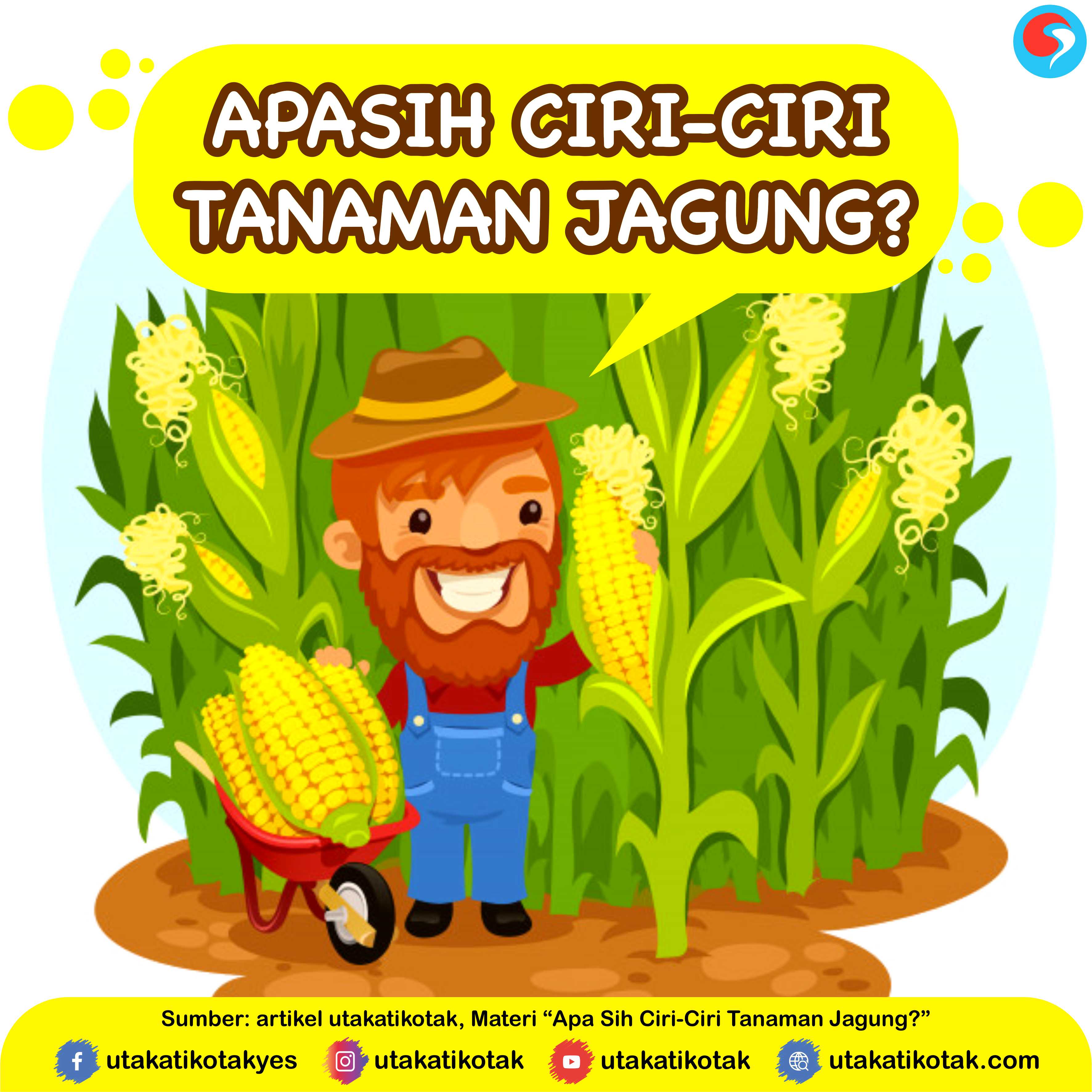 Detail Gambar Tumbuhan Jagung Nomer 39