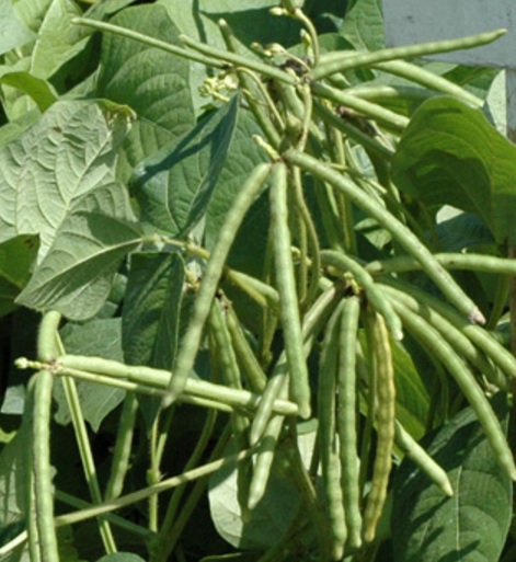 Detail Gambar Tumbuhan Kacang Nomer 9