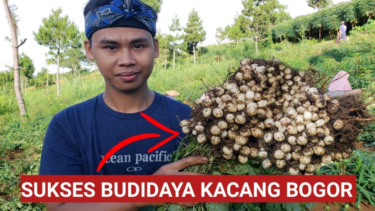 Detail Gambar Tumbuhan Kacang Nomer 47