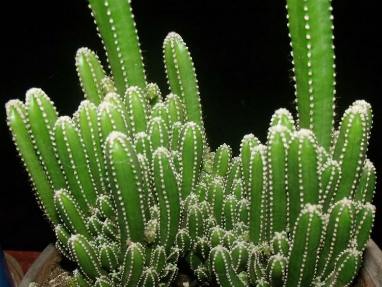 Detail Gambar Tumbuhan Kaktus Nomer 27