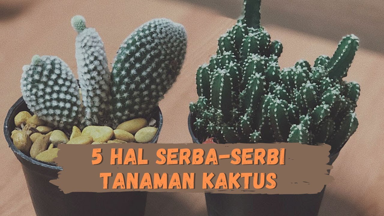 Detail Gambar Tumbuhan Kaktus Nomer 37