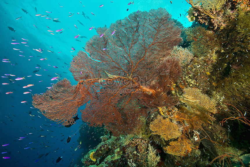 Detail Gambar Tumbuhan Laut Nomer 24