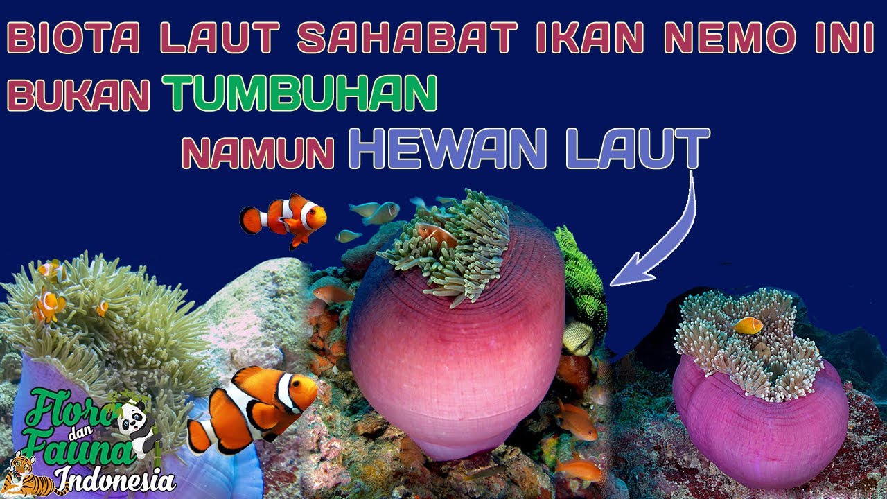 Detail Gambar Tumbuhan Laut Nomer 36