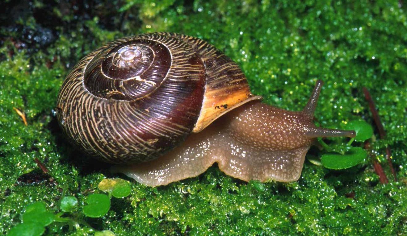 Gambar Tumbuhan Mollusca - KibrisPDR