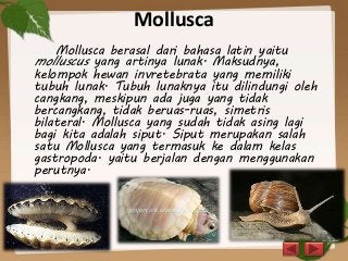 Detail Gambar Tumbuhan Mollusca Nomer 13