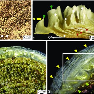 Detail Gambar Tumbuhan Mollusca Nomer 30