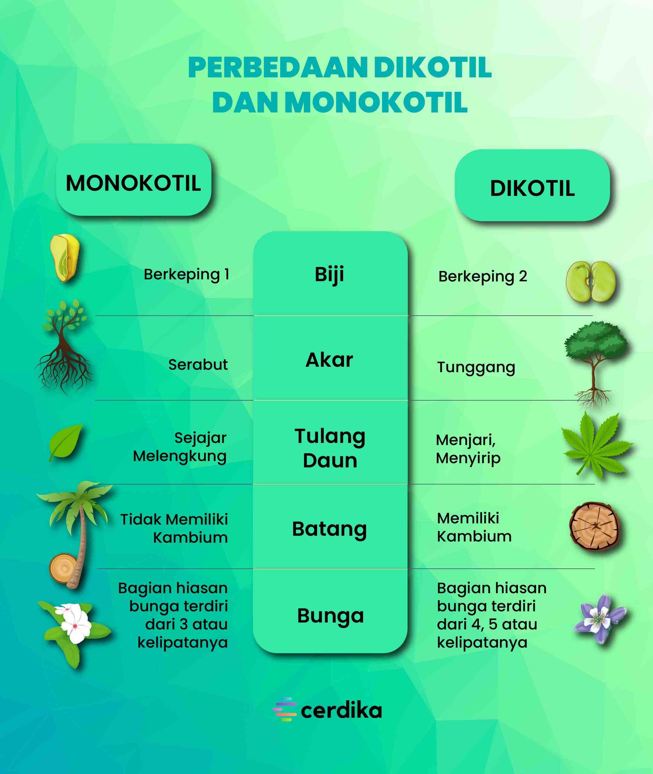 Detail Gambar Tumbuhan Monokotil Nomer 15