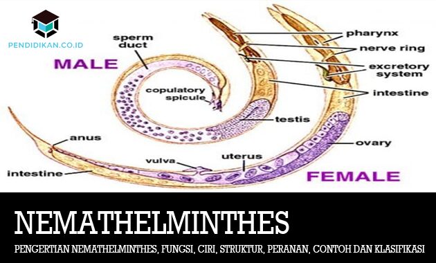 Detail Gambar Tumbuhan Nemathelminthes Nomer 11