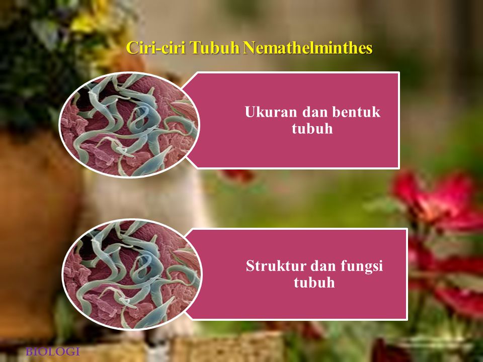 Detail Gambar Tumbuhan Nemathelminthes Nomer 14