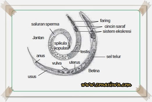 Detail Gambar Tumbuhan Nemathelminthes Nomer 17