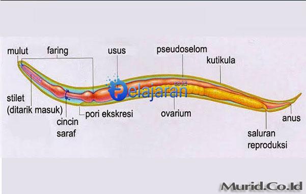 Detail Gambar Tumbuhan Nemathelminthes Nomer 43