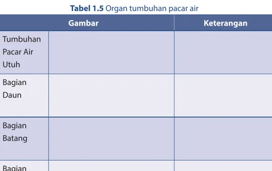 Detail Gambar Tumbuhan Pacar Air Utuh Nomer 34