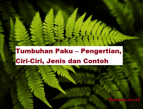 Detail Gambar Tumbuhan Paku Nomer 51