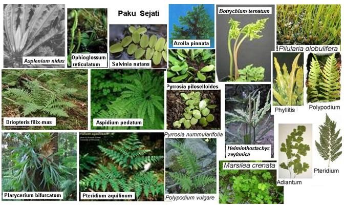 Gambar Tumbuhan Paku Dan Nama Latinnya - KibrisPDR