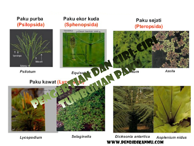 Detail Gambar Tumbuhan Paku Dan Nama Latinnya Nomer 47