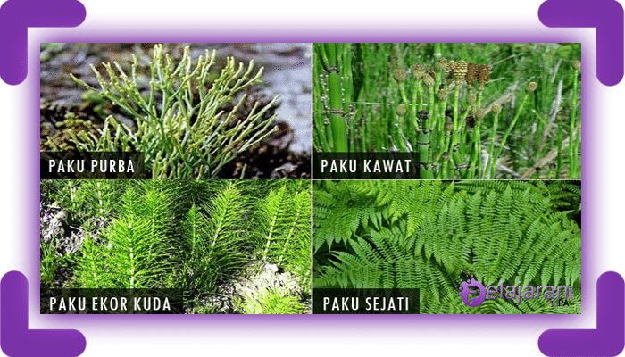 Detail Gambar Tumbuhan Paku Kawat Nomer 13