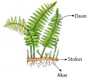 Detail Gambar Tumbuhan Paku Pakuan Nomer 35