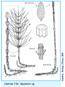 Detail Gambar Tumbuhan Paku Purba Nomer 41