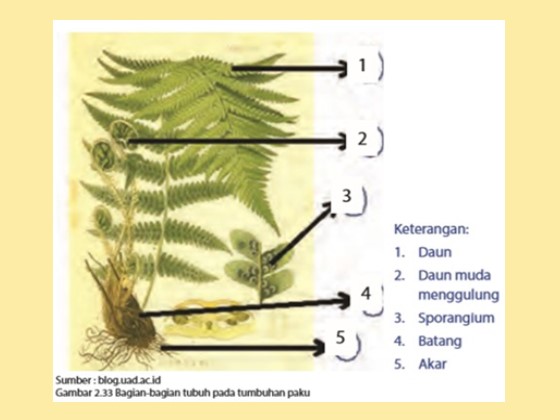 Detail Gambar Tumbuhan Paku Yang Muda Nomer 21