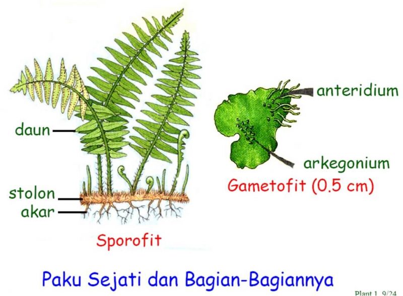 Detail Gambar Tumbuhan Paku Yang Sudah Dewasa Dan Masih Muda Nomer 11