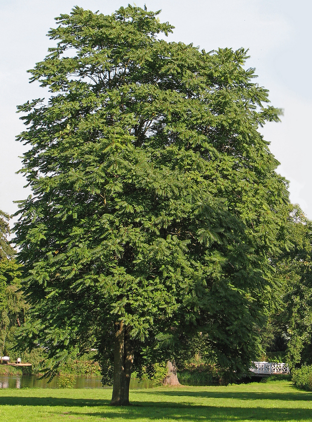 Detail Gambar Tumbuhan Pohon Nomer 46