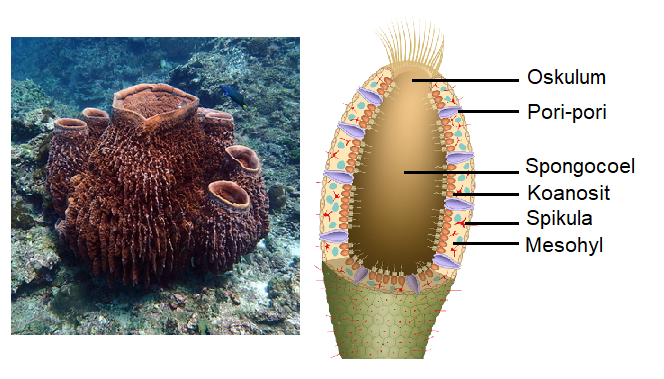 Detail Gambar Tumbuhan Porifera Nomer 13