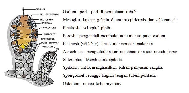 Detail Gambar Tumbuhan Porifera Nomer 16