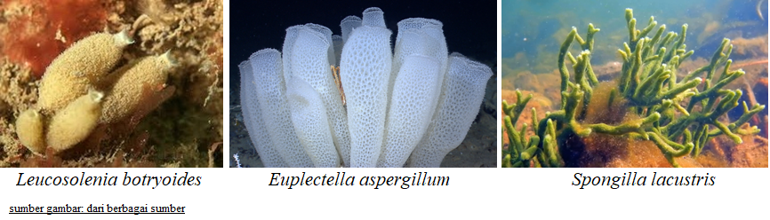 Detail Gambar Tumbuhan Porifera Nomer 19