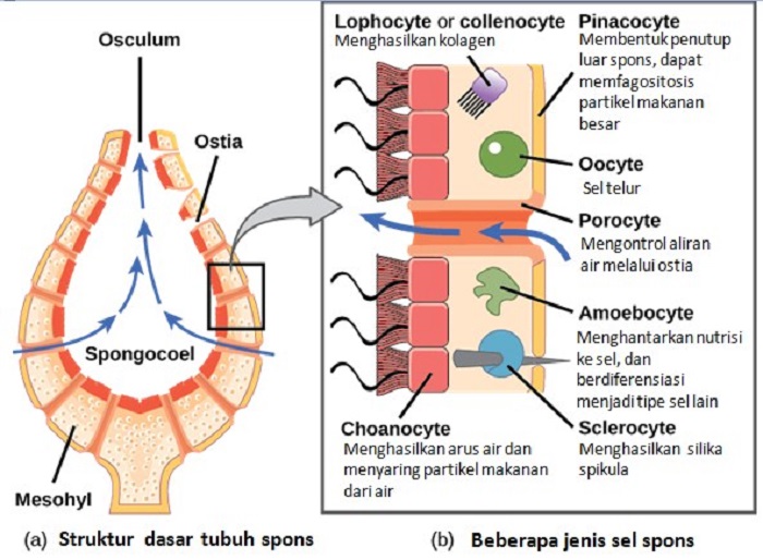 Detail Gambar Tumbuhan Porifera Nomer 23