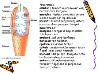 Detail Gambar Tumbuhan Porifera Nomer 28