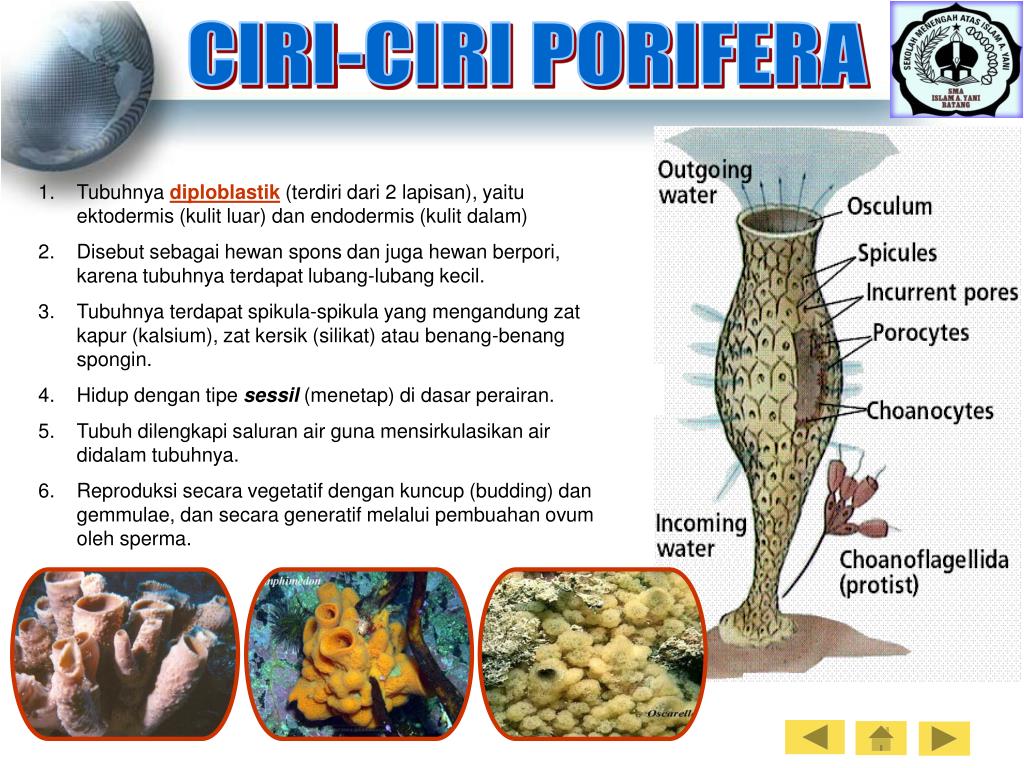 Detail Gambar Tumbuhan Porifera Nomer 33