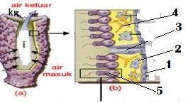 Detail Gambar Tumbuhan Porifera Nomer 48