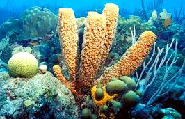 Detail Gambar Tumbuhan Porifera Nomer 8
