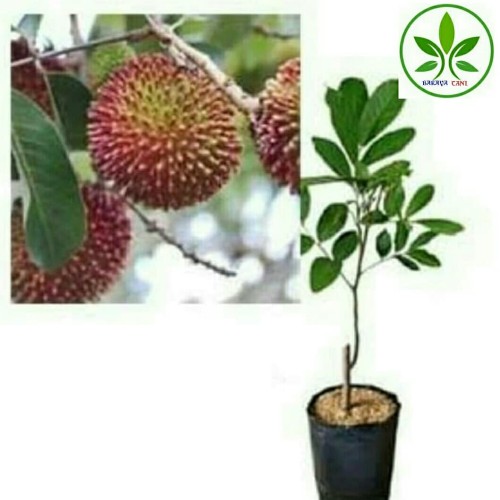 Detail Gambar Tumbuhan Rambutan Nomer 41