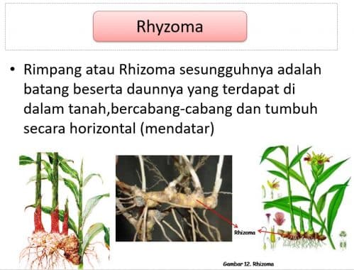 Detail Gambar Tumbuhan Rhizoma Nomer 21