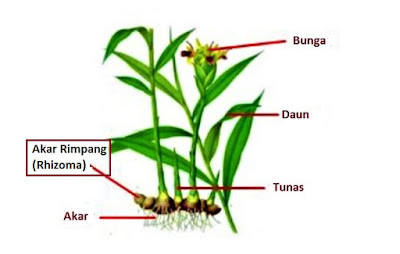 Detail Gambar Tumbuhan Rhizoma Nomer 3