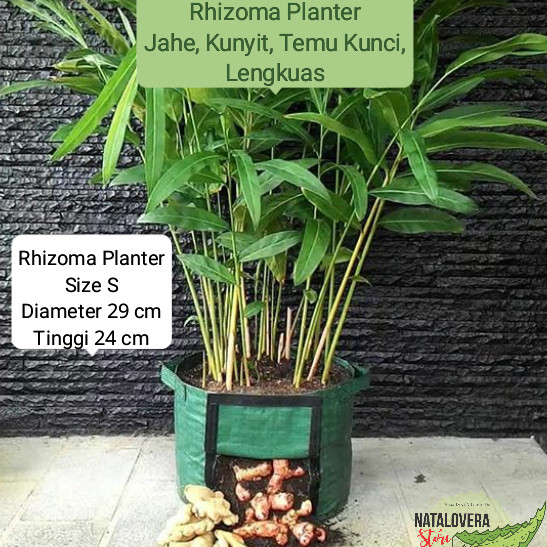 Detail Gambar Tumbuhan Rhizoma Nomer 33