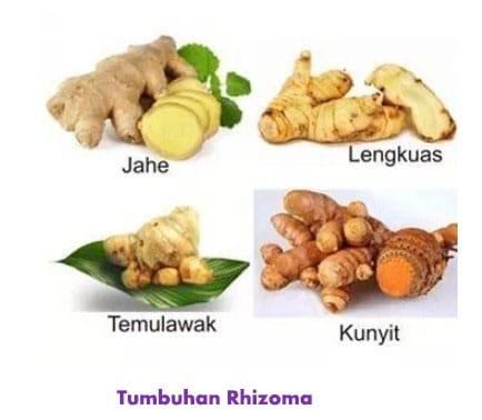 Detail Gambar Tumbuhan Rhizoma Nomer 5