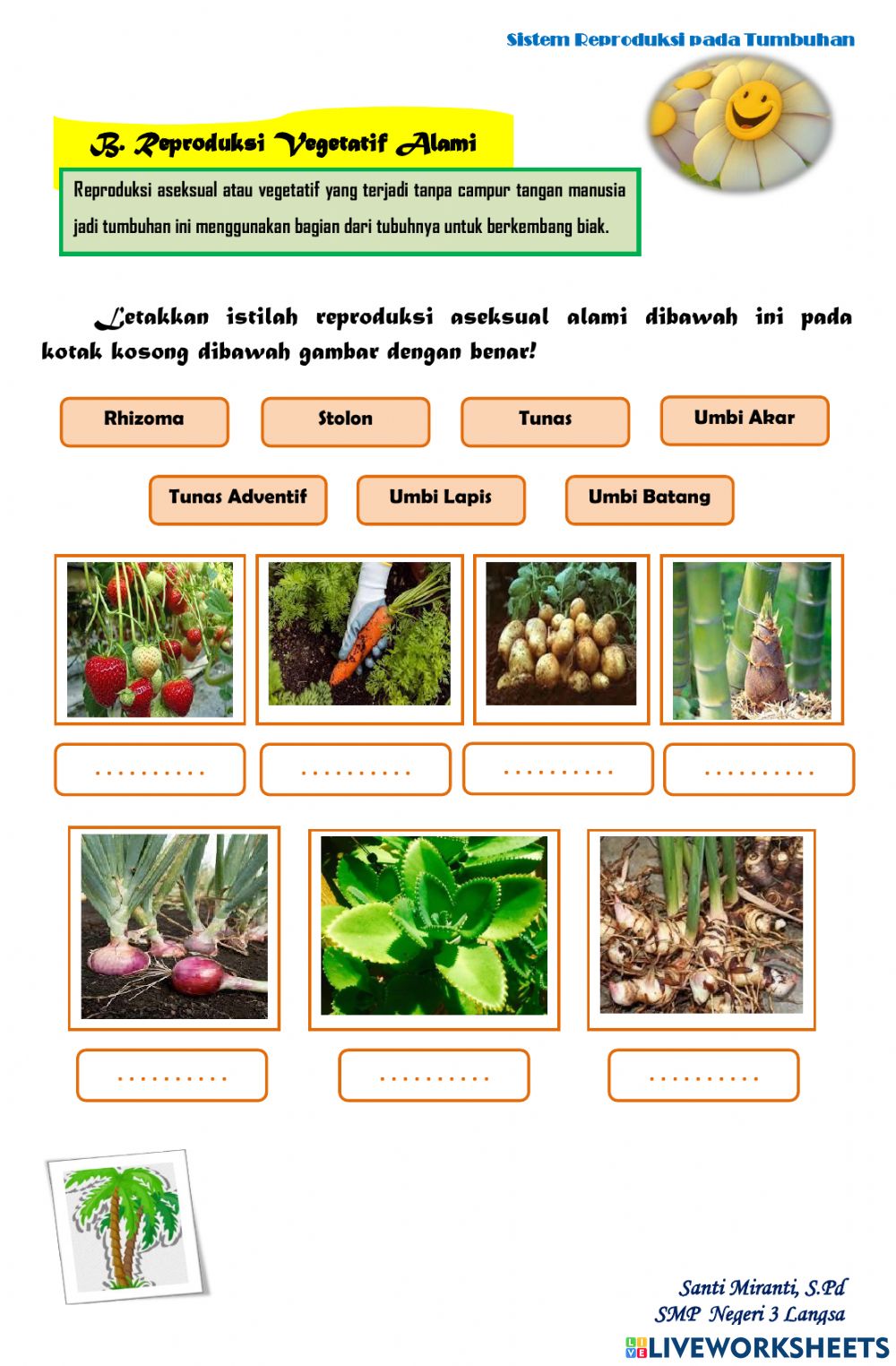 Detail Gambar Tumbuhan Rhizoma Nomer 51