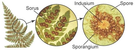 Detail Gambar Tumbuhan Spora Nomer 34