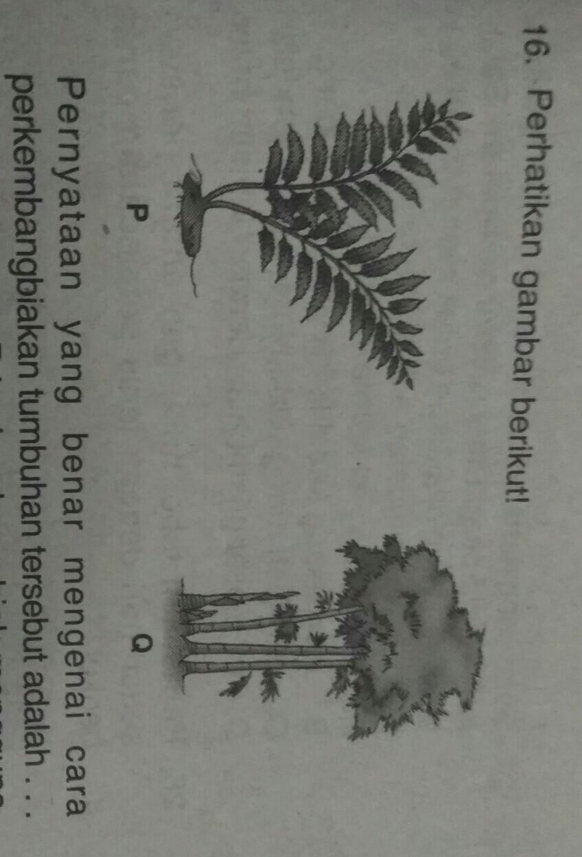 Detail Gambar Tumbuhan Spora Nomer 44