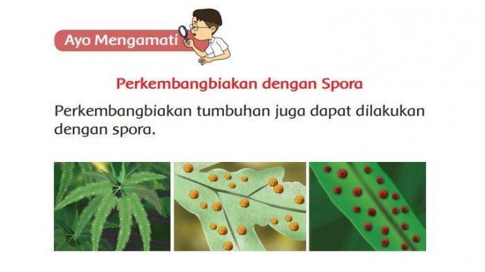 Detail Gambar Tumbuhan Spora Nomer 46