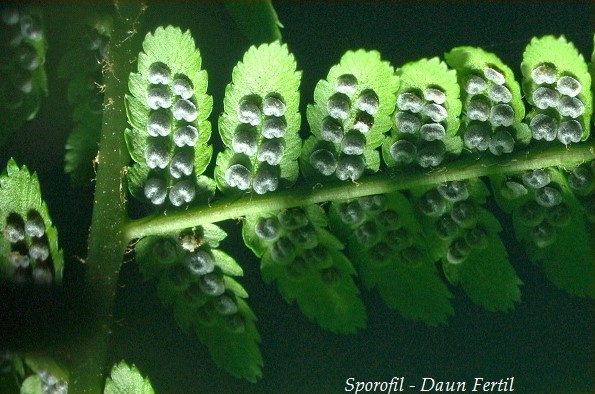 Detail Gambar Tumbuhan Spora Nomer 56
