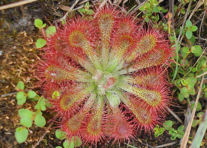 Gambar Tumbuhan Sundew - KibrisPDR