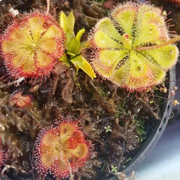 Detail Gambar Tumbuhan Sundew Nomer 15